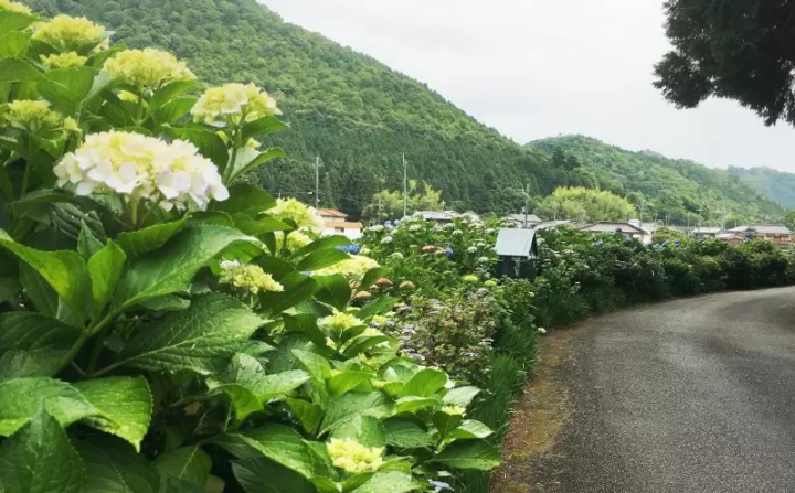 [เมืองฟุกุซากิ] ฉันไปที่หมู่บ้านทาคาโอกะ ``เส้นทางไฮเดรนเยีย'' เพลิดเพลินกับดอกไฮเดรนเยียบนภูเขาที่หายาก
