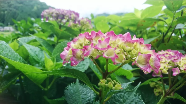 [เมืองฟุกุซากิ] ฉันไปที่หมู่บ้านทาคาโอกะ ``เส้นทางไฮเดรนเยีย'' เพลิดเพลินกับดอกไฮเดรนเยียบนภูเขาที่หายาก