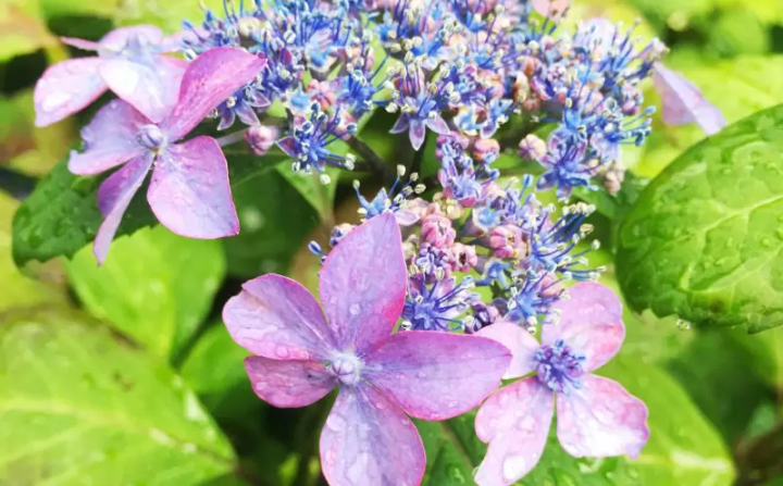 [เมืองฟุกุซากิ] ฉันไปที่หมู่บ้านทาคาโอกะ ``เส้นทางไฮเดรนเยีย'' เพลิดเพลินกับดอกไฮเดรนเยียบนภูเขาที่หายาก