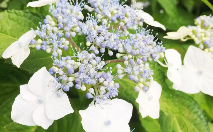 [เมืองฟุกุซากิ] ฉันไปที่หมู่บ้านทาคาโอกะ ``เส้นทางไฮเดรนเยีย'' เพลิดเพลินกับดอกไฮเดรนเยียบนภูเขาที่หายาก