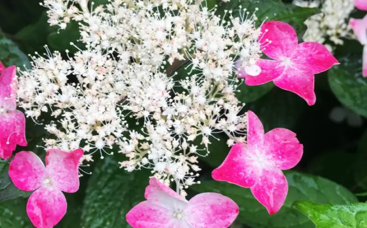 [เมืองฟุกุซากิ] ฉันไปที่หมู่บ้านทาคาโอกะ ``เส้นทางไฮเดรนเยีย'' เพลิดเพลินกับดอกไฮเดรนเยียบนภูเขาที่หายาก