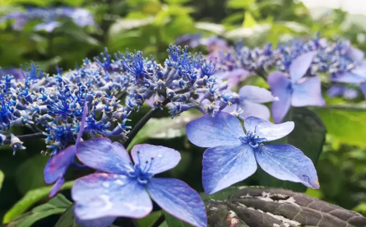 [เมืองฟุกุซากิ] ฉันไปที่หมู่บ้านทาคาโอกะ ``เส้นทางไฮเดรนเยีย'' เพลิดเพลินกับดอกไฮเดรนเยียบนภูเขาที่หายาก