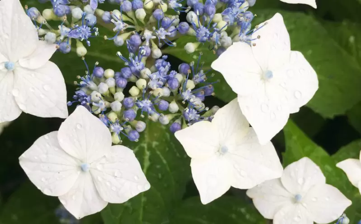 [เมืองฟุกุซากิ] ฉันไปที่หมู่บ้านทาคาโอกะ ``เส้นทางไฮเดรนเยีย'' เพลิดเพลินกับดอกไฮเดรนเยียบนภูเขาที่หายาก