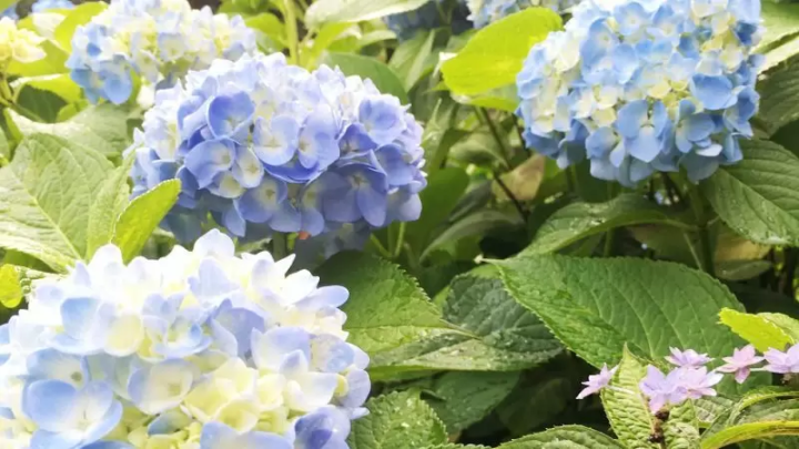 [เมืองฟุกุซากิ] ฉันไปที่หมู่บ้านทาคาโอกะ ``เส้นทางไฮเดรนเยีย'' เพลิดเพลินกับดอกไฮเดรนเยียบนภูเขาที่หายาก