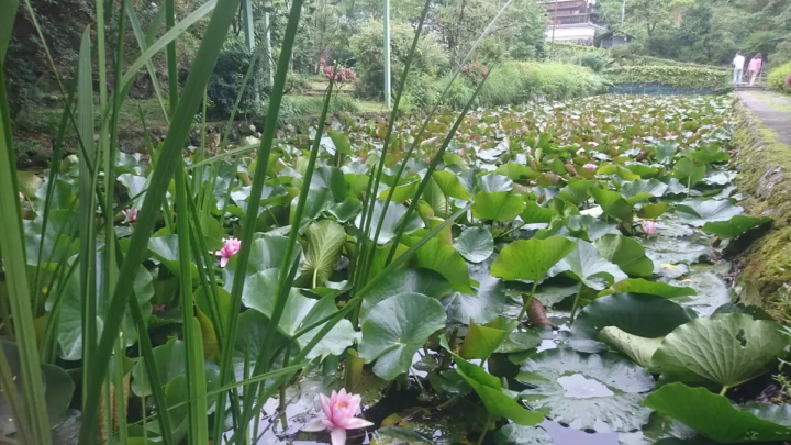 花の寺「應聖寺」の沙羅の花。諸行無常、季節の移ろいを感じて│福崎町