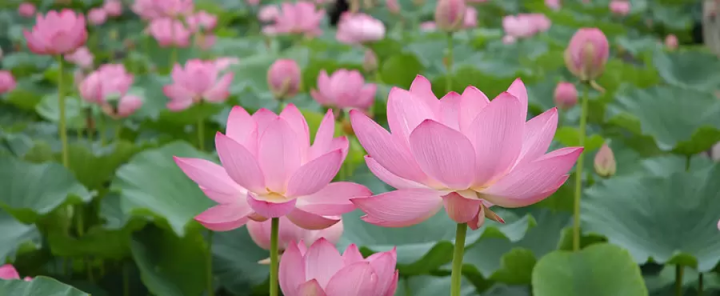 [เมืองปราสาทเกียวดะ] 3 สถานที่ท่องเที่ยวและอาหารแนะนำ!!