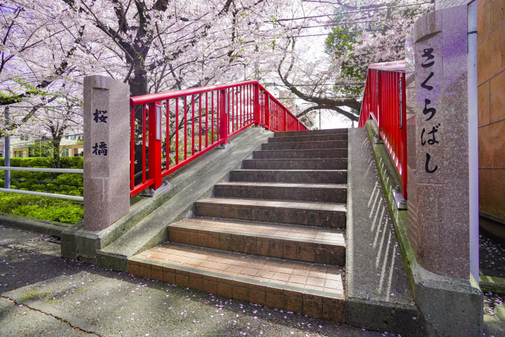 【絶景】福山雅治『桜坂』の舞台で見る、春だけの