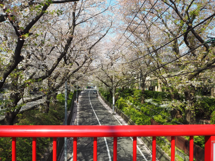 【絶景】福山雅治『桜坂』の舞台で見る、春だけの