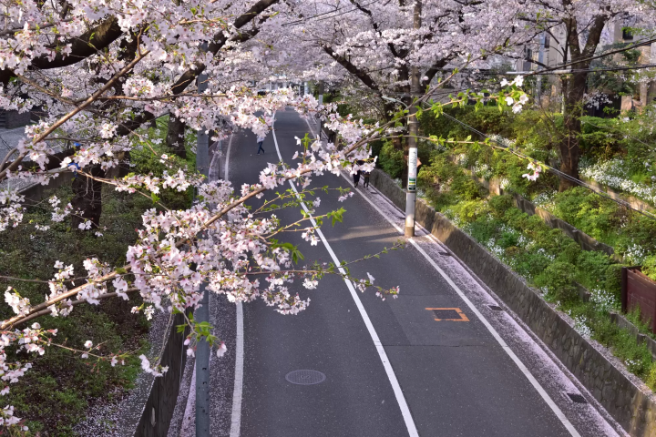 【絶景】福山雅治『桜坂』の舞台で見る、春だけの