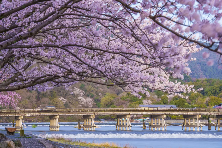 Kyoto's Cherry Blossoms in 2024: Top 15 Spots and Viewing Tips