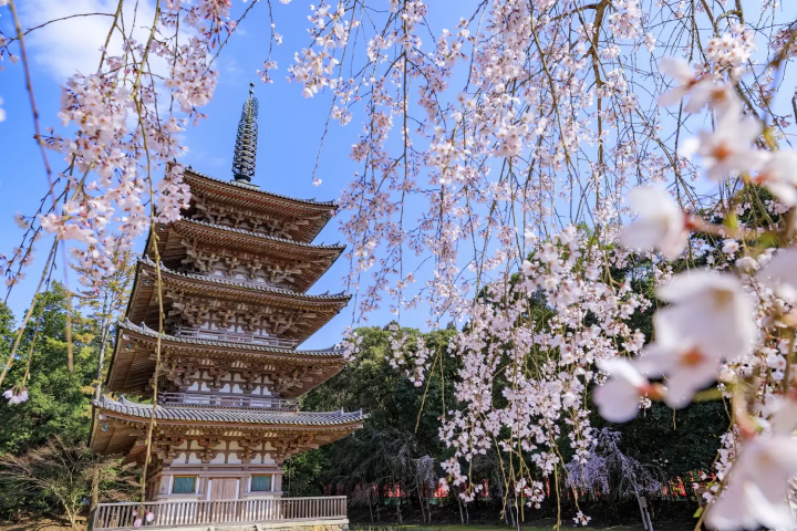 Kyoto's Cherry Blossoms in 2024: Top 15 Spots and Viewing Tips
