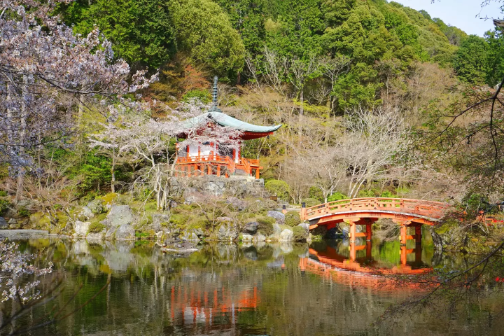 Kyoto's Cherry Blossoms in 2024: Top 15 Spots and Viewing Tips