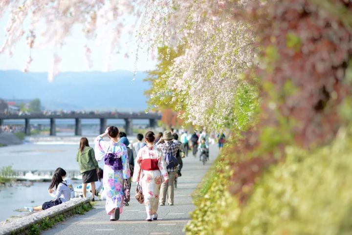 Kyoto's Cherry Blossoms in 2024: Top 15 Spots and Viewing Tips