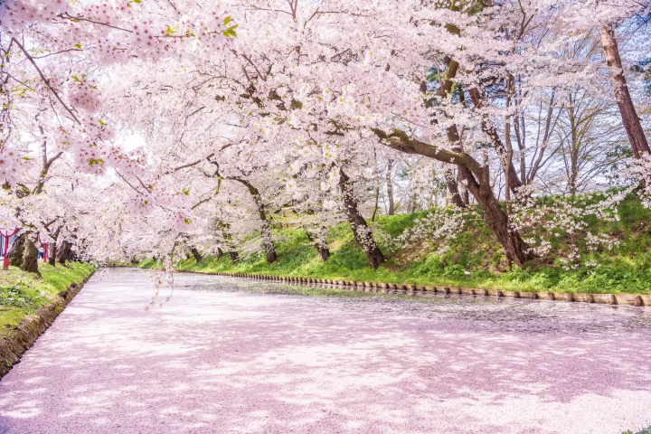 Hirosaki Castle, a Famous Cherry Blossom Spot in Aomori