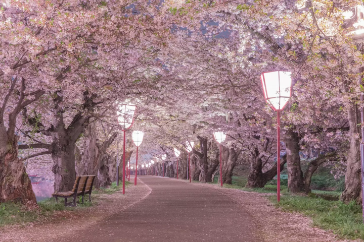 Hirosaki Castle, a Famous Cherry Blossom Spot in Aomori