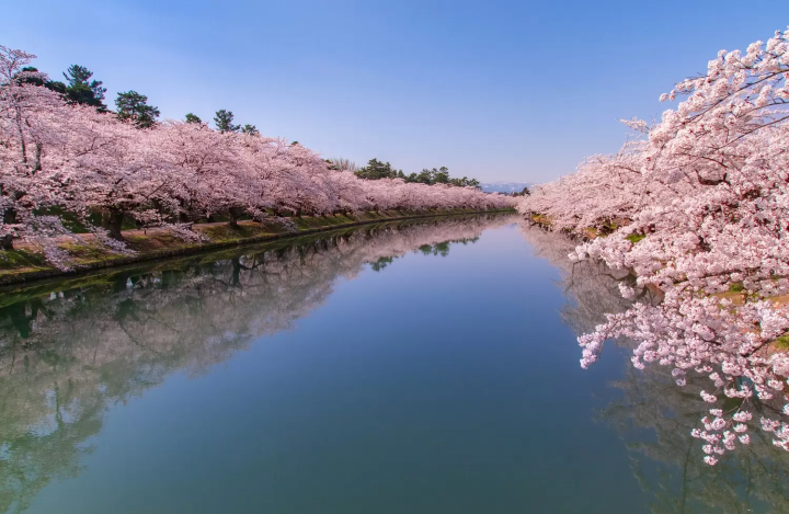 Hirosaki Castle, a Famous Cherry Blossom Spot in Aomori