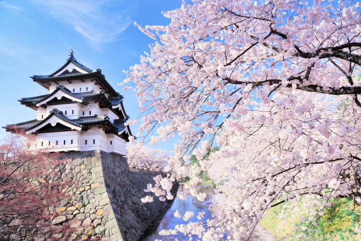 Hirosaki Castle, a Famous Cherry Blossom Spot in Aomori
