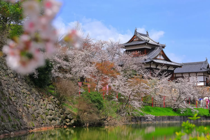 12 Great Kansai Cherry Blossom Spots: Kyoto, Osaka, Nara, and More