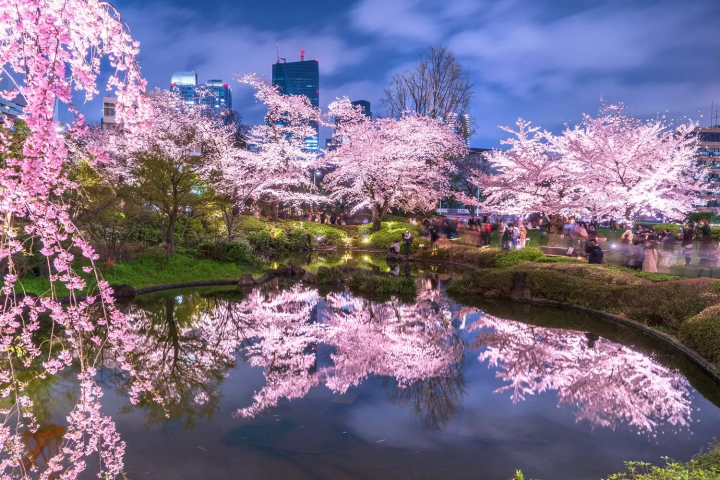 See Magical Cherry Blossoms at Night! Top 12 Light-up Events in 2024
