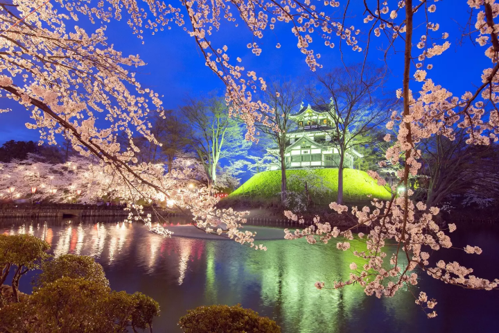 See Magical Cherry Blossoms at Night! Top 12 Light-up Events in 2024