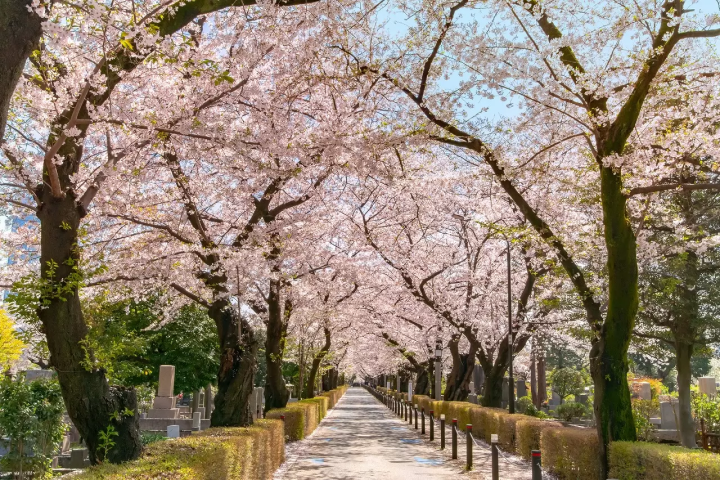 Tokyo's Cherry Blossoms: Top 20 Locations in 2024