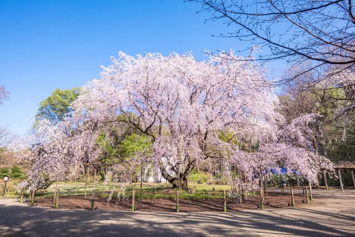 Tokyo's Cherry Blossoms: Top 20 Locations in 2024