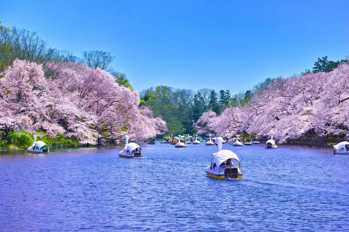 Tokyo's Cherry Blossoms: Top 20 Locations in 2024