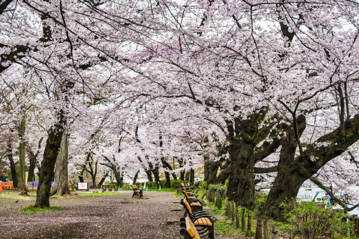 Tokyo's Cherry Blossoms: Top 20 Locations in 2024
