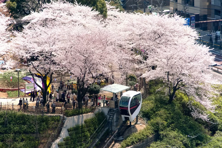Tokyo's Cherry Blossoms: Top 20 Locations in 2024