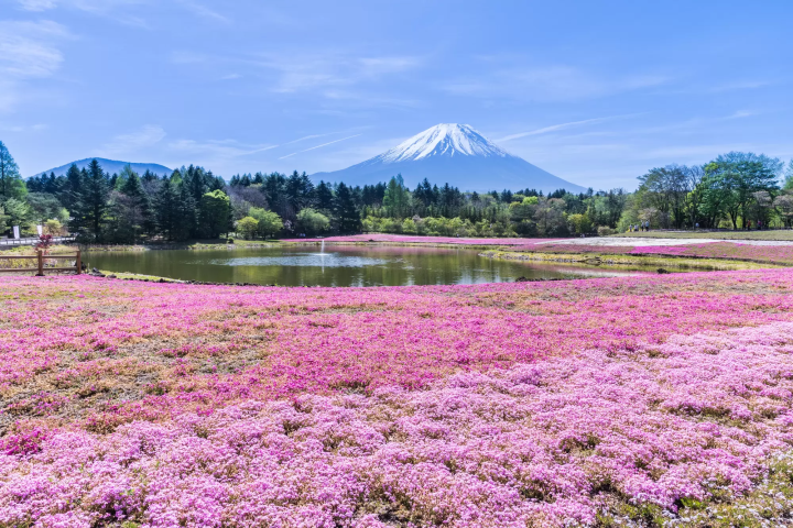 【2024最新】ピンク色の芝生!?「富士芝桜まつり」で楽しむ富士山と芝桜の絶景