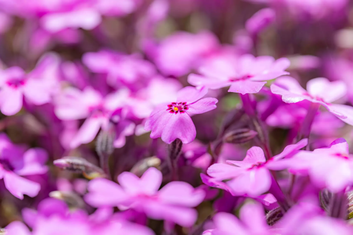【2024最新】ピンク色の芝生!?「富士芝桜まつり」で楽しむ富士山と芝桜の絶景