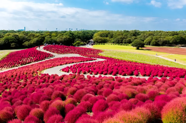 【茨城】欣賞常陸海濱公園的美景！租車遊覽的壯麗景點
