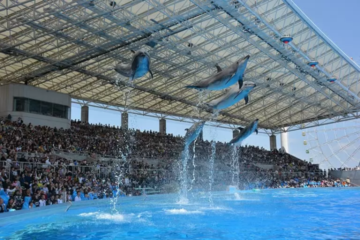 【愛知】連結過去與未來的旅程！名古屋城、磁浮鐵道博物館等愛知縣推薦景點