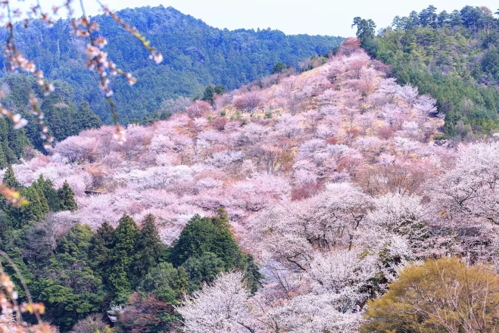 Cherry Blossoms in Kansai: Top 12 Spots in Kyoto, Osaka, Nara, and More