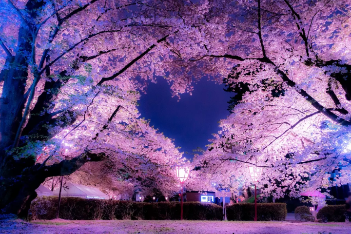 See Magical Cherry Blossoms at Night! Top 12 Light-up Events in 2024