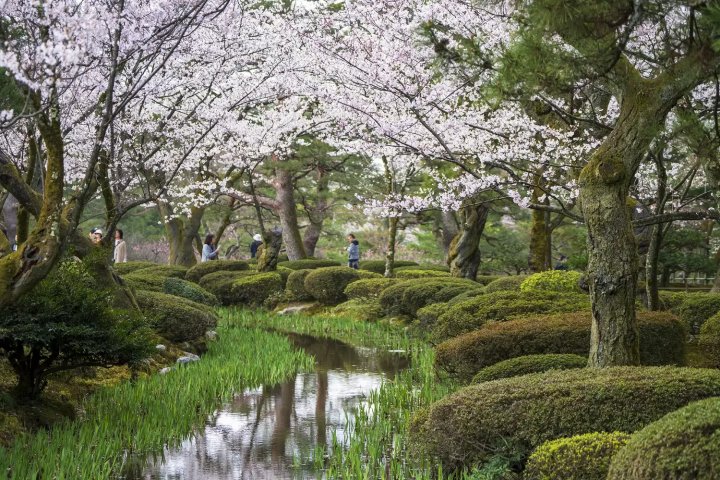Kanazawa: 4 Splendid Cherry Blossom Spots to Visit in 2024