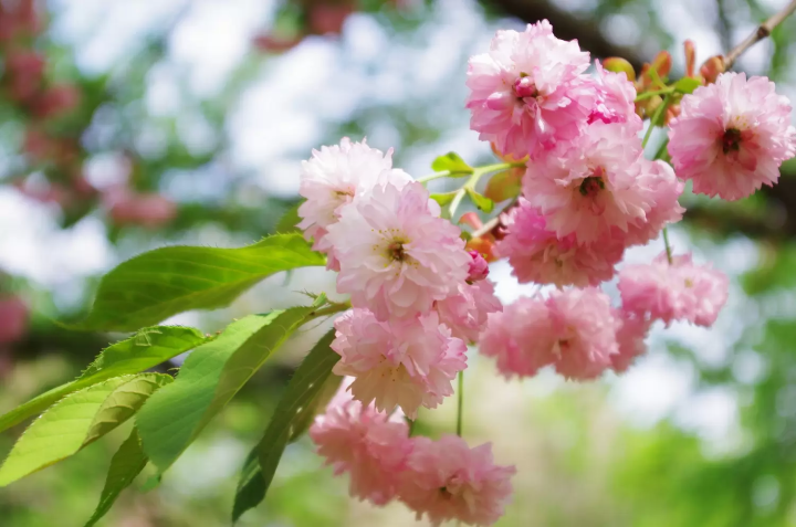 Kanazawa: 4 Splendid Cherry Blossom Spots to Visit in 2024