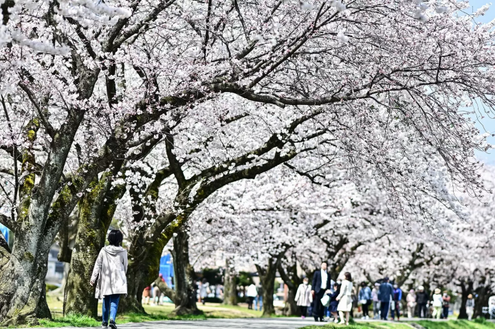 Kanazawa: 4 Splendid Cherry Blossom Spots to Visit in 2024
