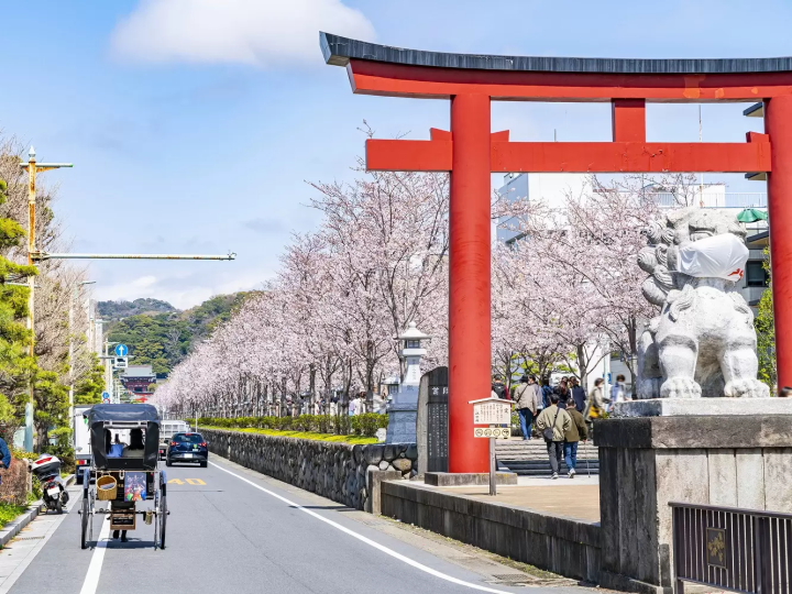 Kamakura's Best 10 Cherry Blossom Viewing Spots in 2024