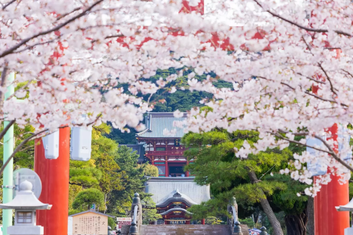 Kamakura's Best 10 Cherry Blossom Viewing Spots in 2024