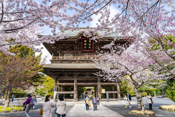 Kamakura's Best 10 Cherry Blossom Viewing Spots in 2024