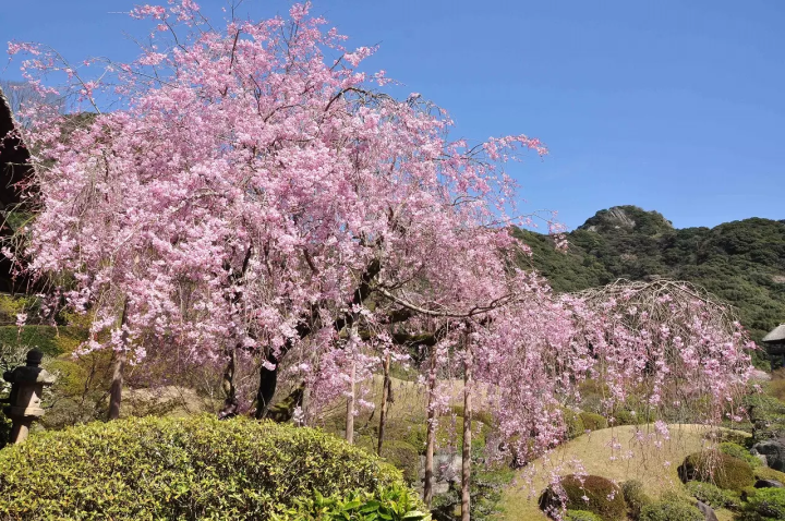 Cherry Blossoms in Kyushu 2024: Top 10 Spots in Fukuoka, Nagasaki, and More!
