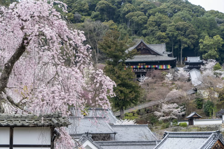 Kamakura's Best 10 Cherry Blossom Viewing Spots in 2024