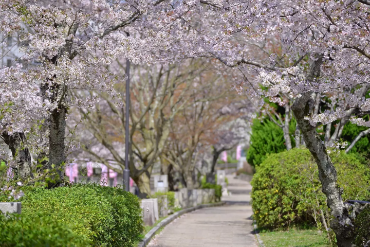 5 Amazing and Less Crowded Cherry Blossom Spots Near Kyoto in 2024
