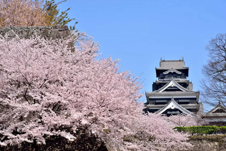 Cherry Blossoms in Kyushu 2024: Top 10 Spots in Fukuoka, Nagasaki, and More!