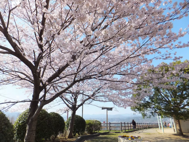 Osaka Cherry Blossoms: 10 Great Places to Visit in 2024