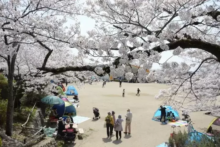 Osaka Cherry Blossoms: 10 Great Places to Visit in 2024