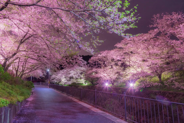 Osaka Cherry Blossoms: 10 Great Places to Visit in 2024