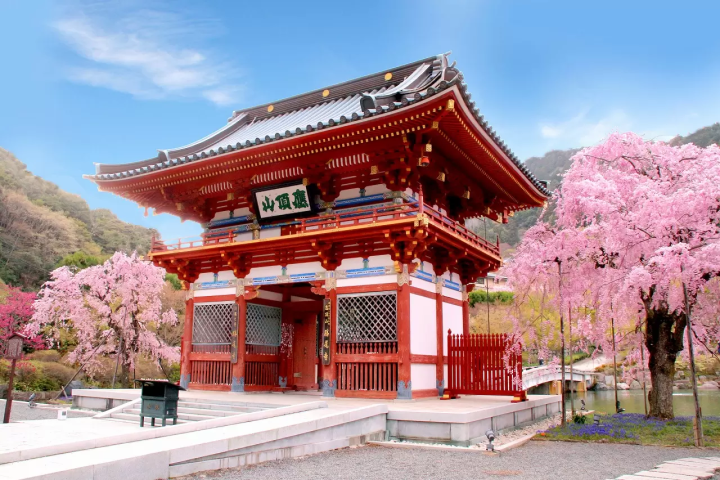 Osaka Cherry Blossoms: 10 Great Places to Visit in 2024