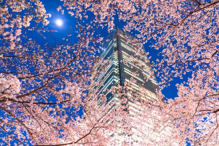 Tokyo's Cherry Blossoms: Top 20 Locations